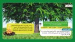⁦كتاب النبات في القرآن الكريم⁩ - الصورة ⁦3⁩